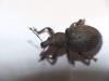Liophloeus tessulatus
